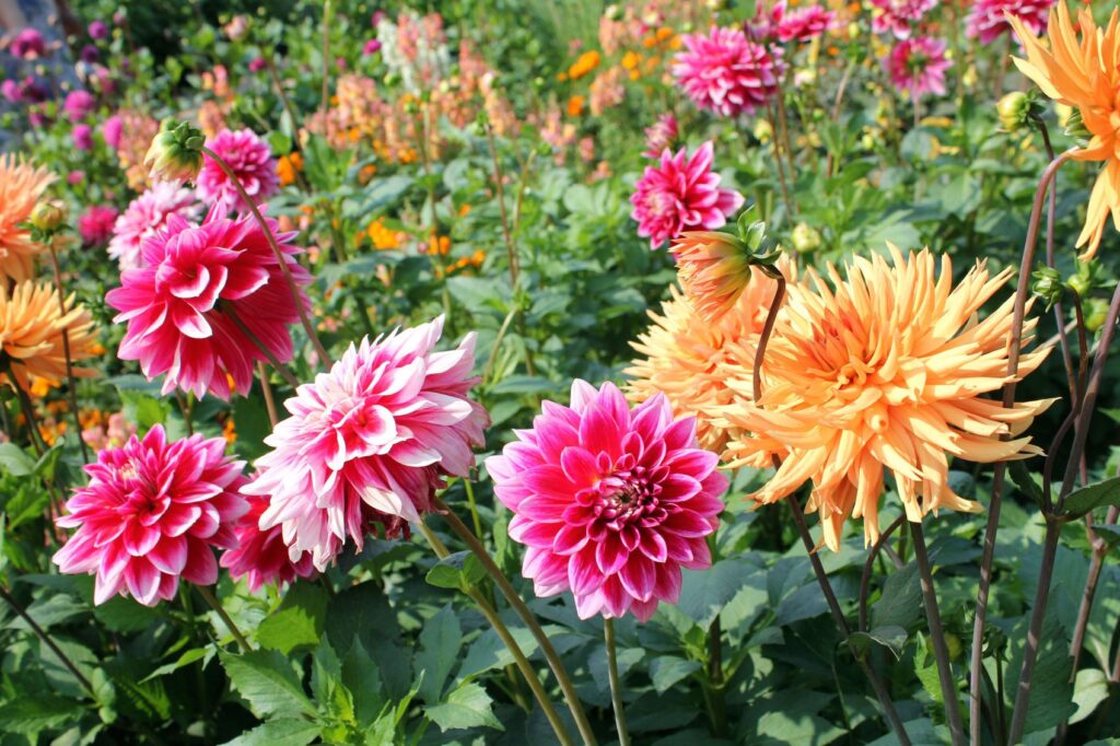 The Most Beautiful and Exquisite Flowers in the World 3 Dahlia