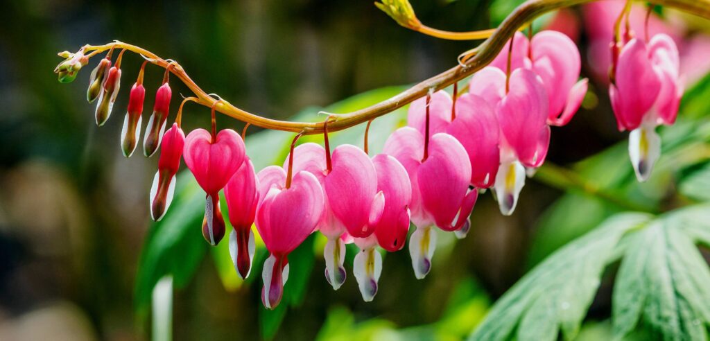 The Most Beautiful and Exquisite Flowers in the World 6 The Bleeding Heart