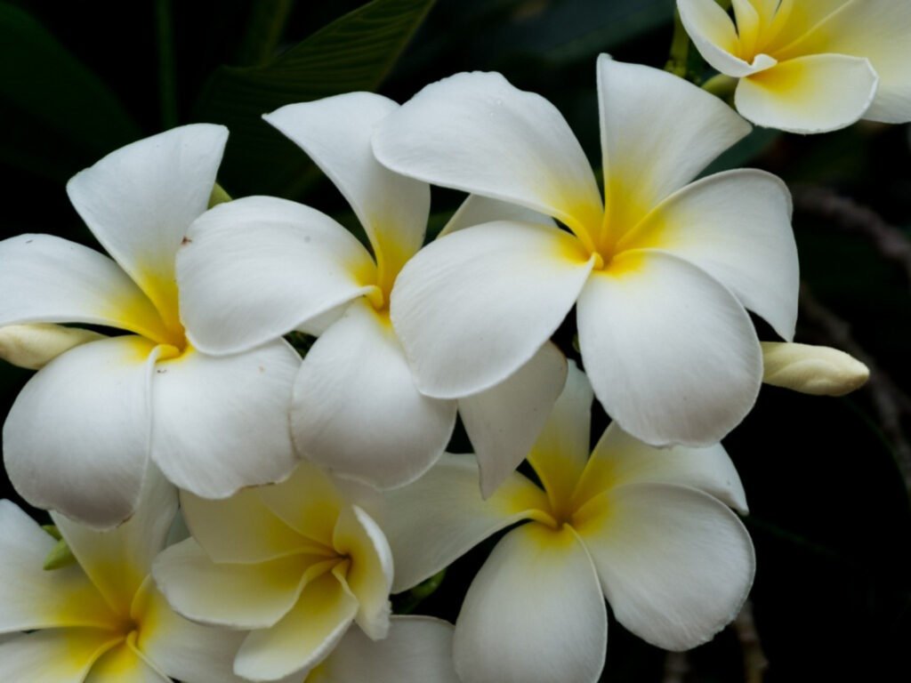 The Most Beautiful and Exquisite Flowers in the World 1 The Plumeria